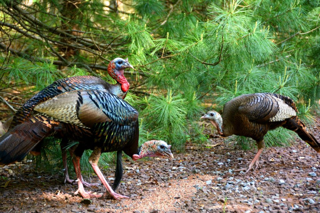Getting to Know Your Birds: The Wild Turkey - Outdoorosity