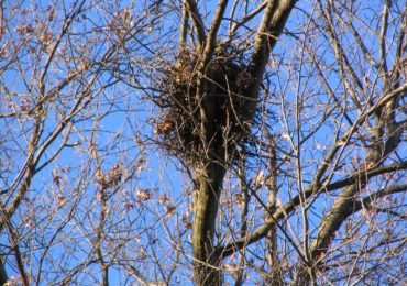 At Home in the Treetops: Spotting Squirrel Nests in the Fall