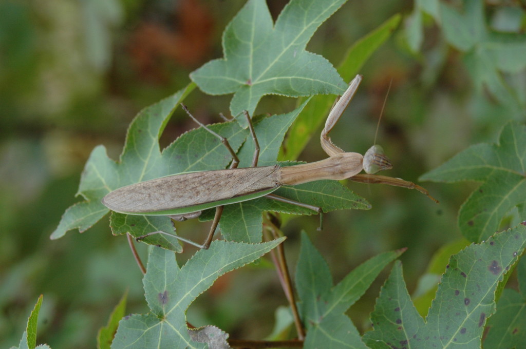 Bell - Praying Mantis