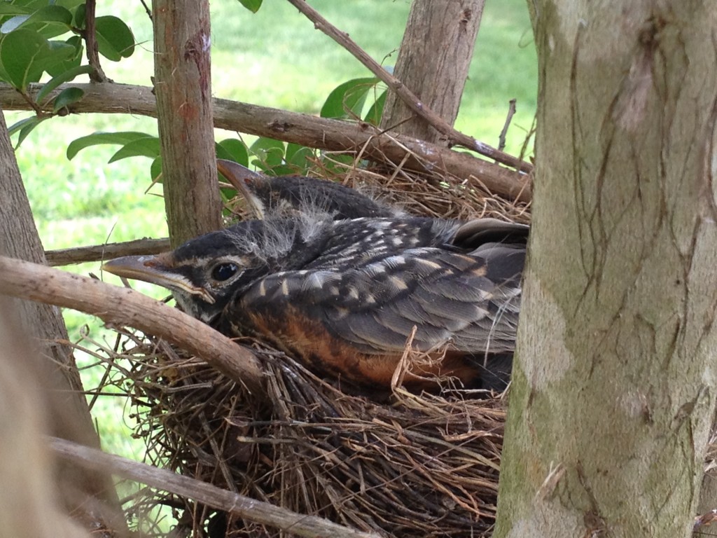 Bell - Robins