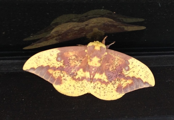 Bell - moth3