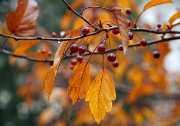 How to Make Nature Paintbrushes