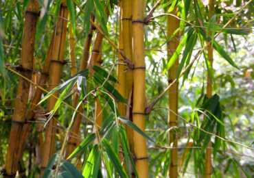 Bamboo: Grass For a Better Future