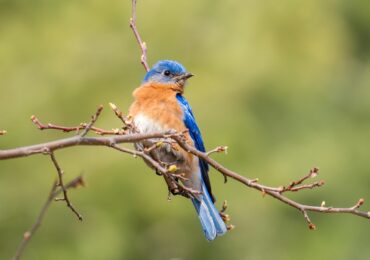 Getting to Know Your Birds: Eastern Bluebird