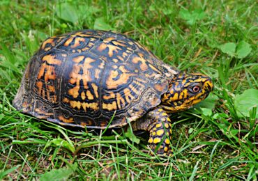 I Found a Turtle! Now What?