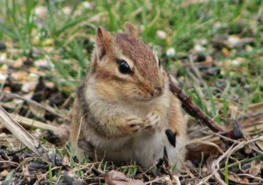 Getting to Know Your Mammals: Chipmunks