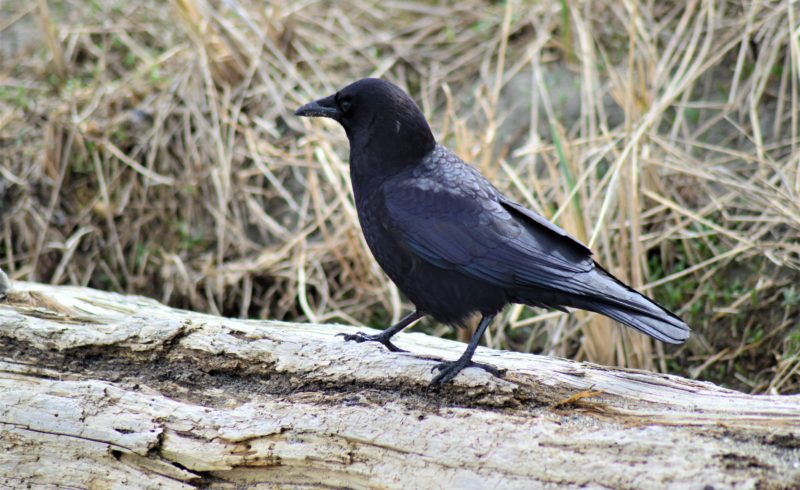 crows in field