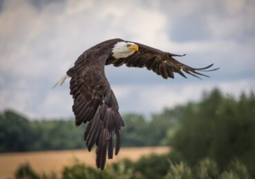Bald Eagles: The Embodiment of American Freedom
