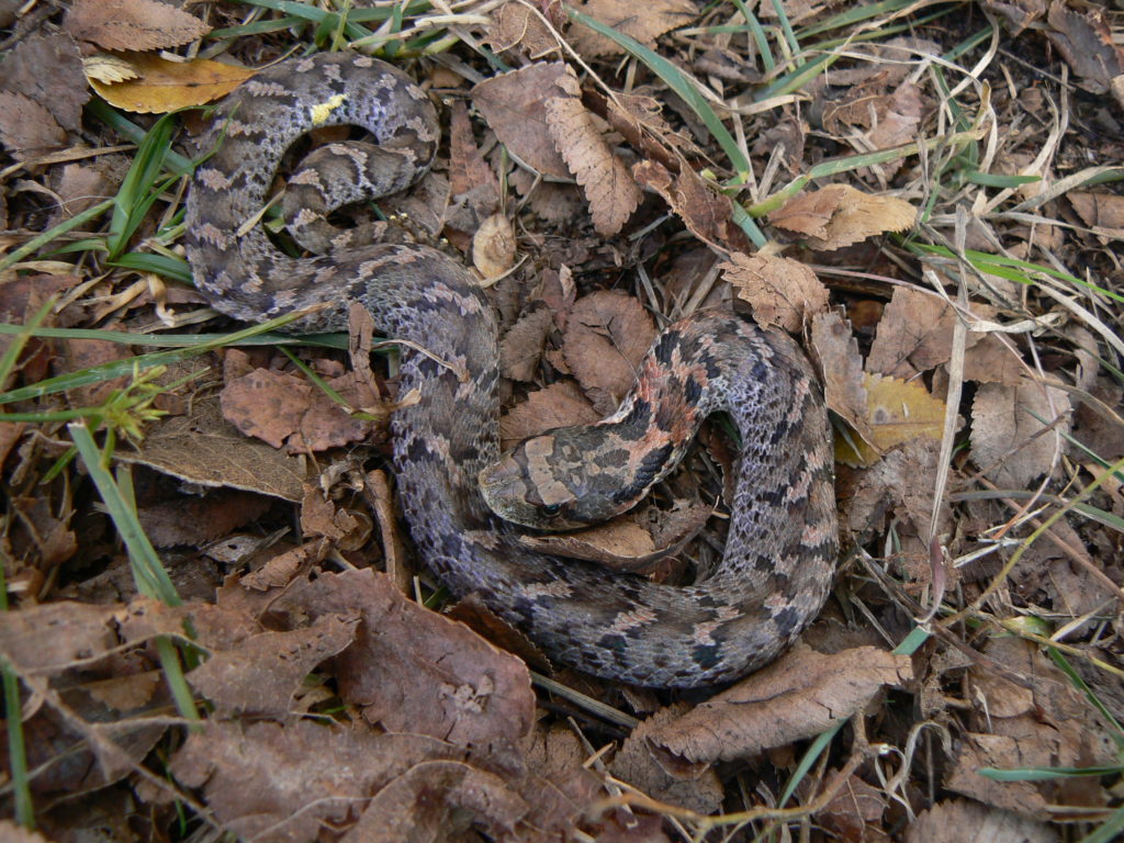 black eastern hognose snake