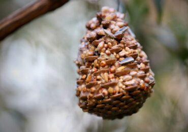 How to Make Pinecone Bird Feeders and Nature Bottles