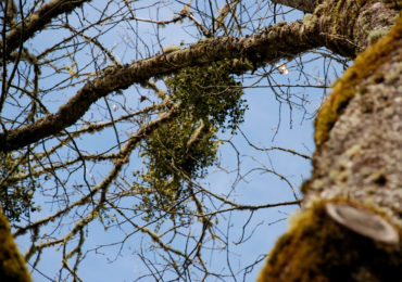 Incorporate Nature into your Holiday Season with Mistletoe