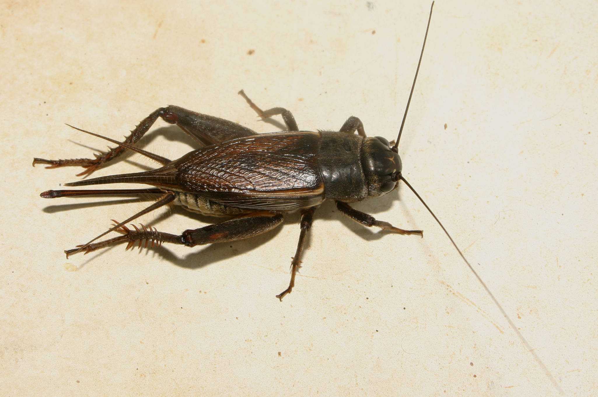 Getting to Know Your Insects: Field Cricket - Outdoorosity