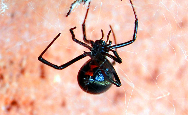 Black Widow Spiders  National Geographic