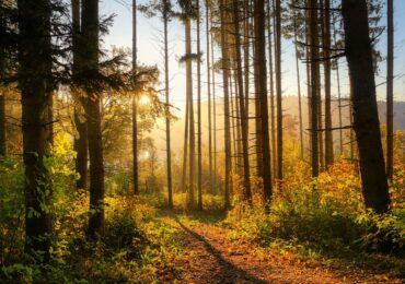 Four Fascinating Facts About Forests