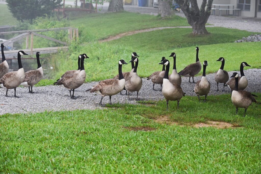 New Neighbors The Canada Geese in Your Yard Outdoorosity