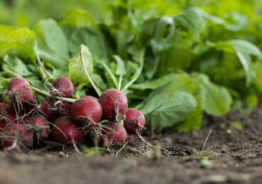 5 Steps to Starting a Successful Vegetable Garden