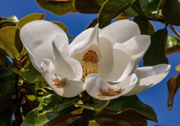 Getting to Know Your Trees: Southern Magnolia