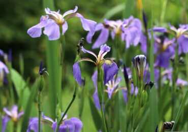 12 Fun Ways to Celebrate Sping