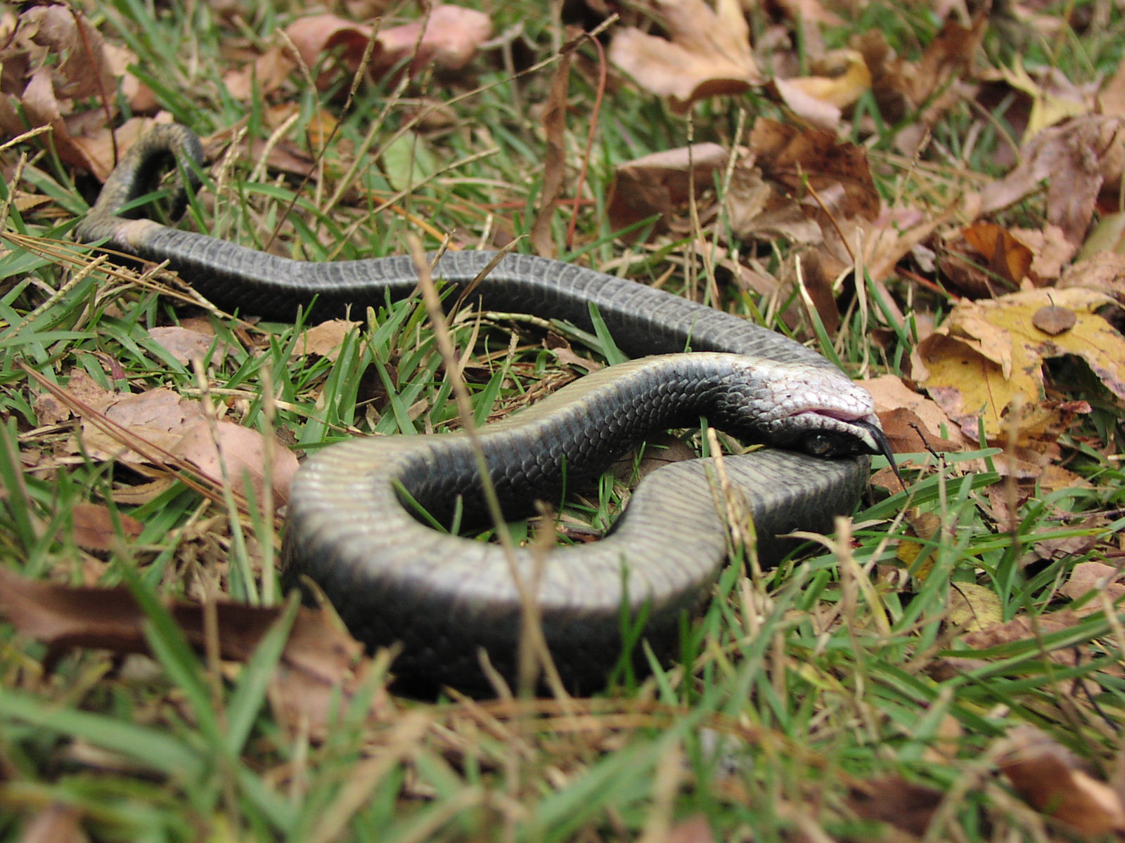 Hognose snake playing dead in a field