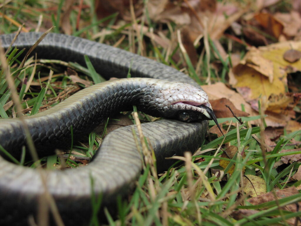 grass snake playing dead