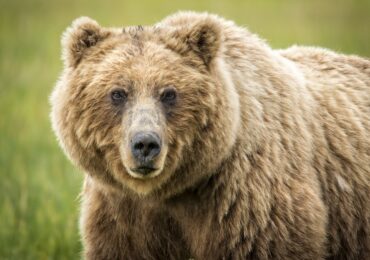 Myths and Misconceptions About Bears