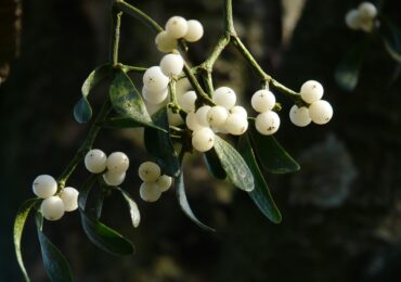 Getting to Know Your Plants: Mistletoe