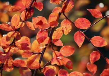12 Fun Things to Do This Fall