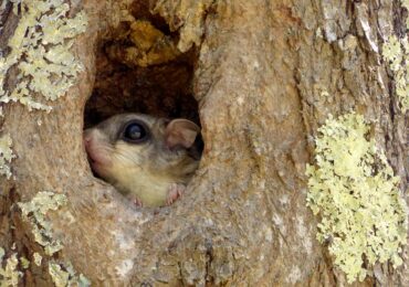 Getting to Know Your Mammals: Southern Flying Squirrel