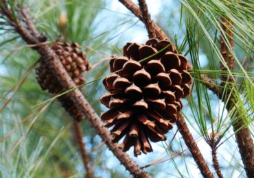 Pinecones: Nature’s Holiday Treasure