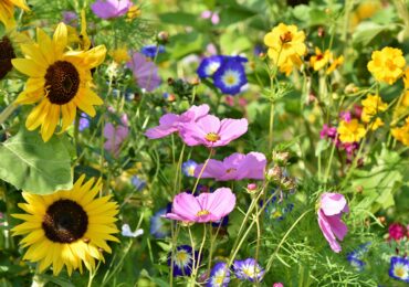 Welcome, Summer!