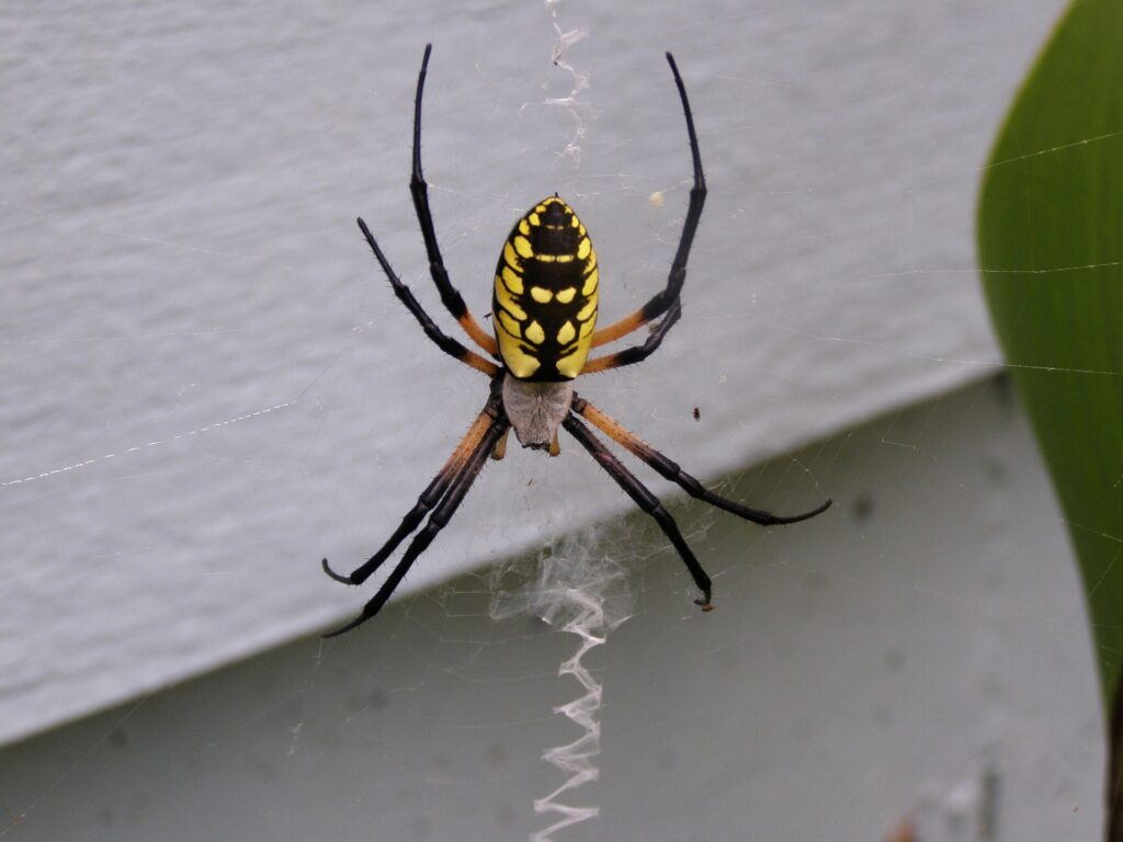 This beautiful garden spider, or zipper spider, or writing spider