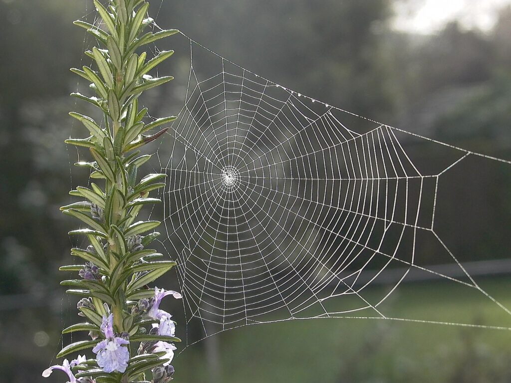 Beautiful Wicker Web, Spider Wove a Large Web of Spiderwebs for Insect  Fishing, Background Stock Image - Image of insect, pattern: 154077239