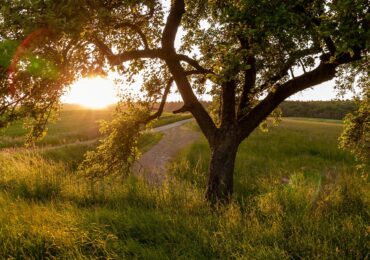 Who’s Making All That Noise? Crickets, Cicadas, and Tree Frogs