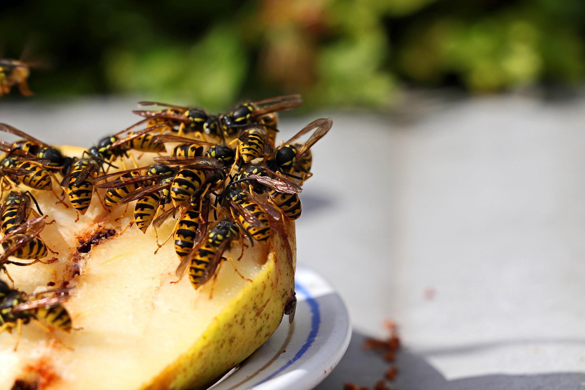 Seeing More Wasps this Fall? Five Things to Know - Outdoorosity