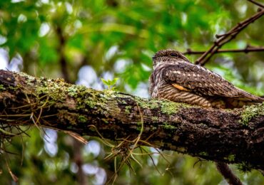 Getting to Know Your Birds: The Whip-poor-will