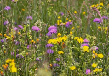 10 Southeastern Wildflowers to Spot this Summer