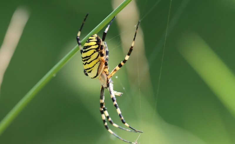 Spiders think with their webs, challenging our ideas of